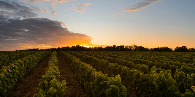 Rendez-vous dans les vignes