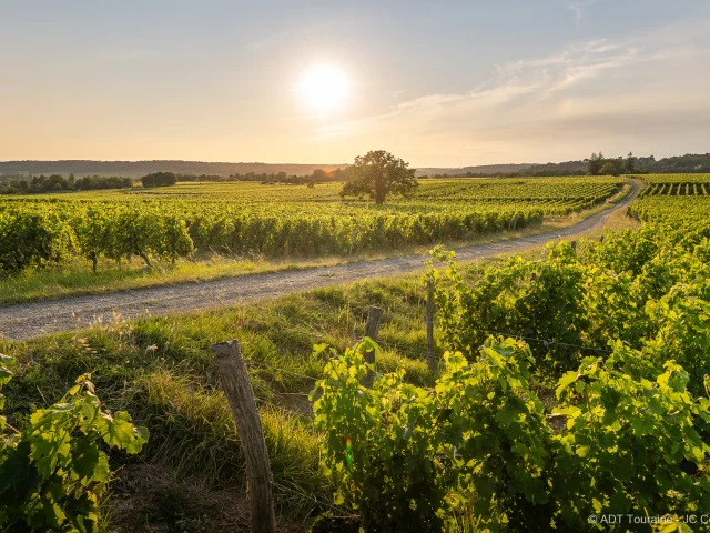 Vignes de Benais, vignoble de l'AOC bourgueil.