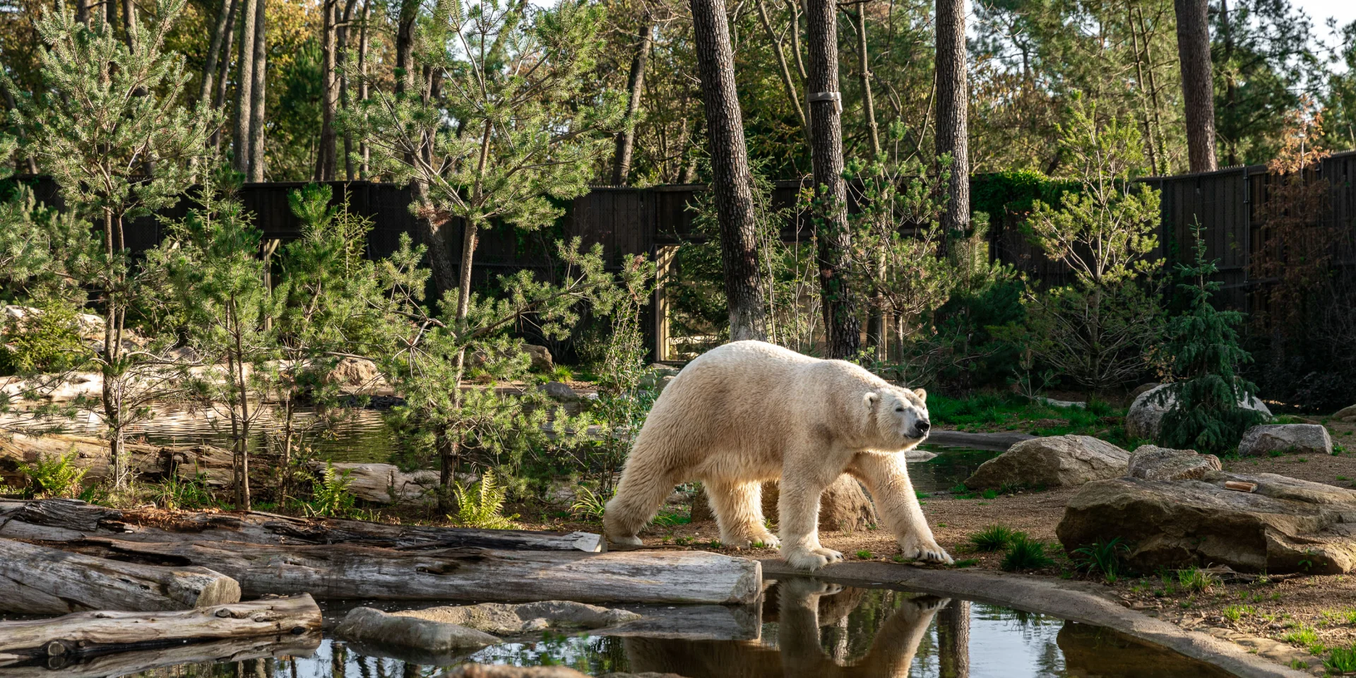 Zoo degli orsi polari di La Flèche