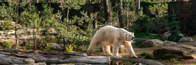 Zoo degli orsi polari di La Flèche