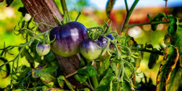 Tomates du château de la Bourdaisière
