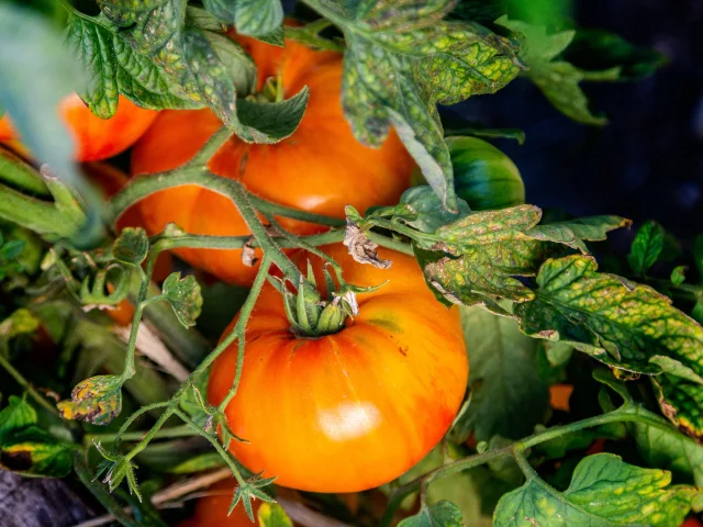 tomates des jardins du château de la Bourdaisière