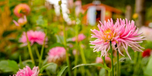 Le Jardin de Mireille à Channay-sur-Lathan