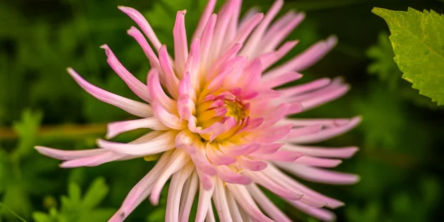 dahlias du Jardin de Mireille