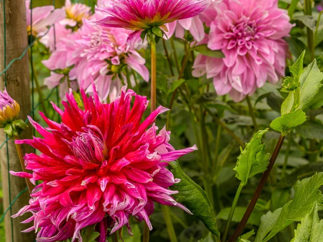 dahlias du Jardin de Mireille