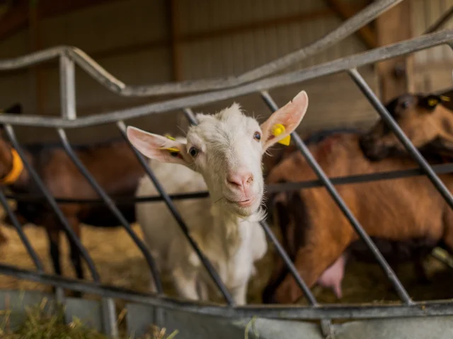 Animaux à la ferme pédagogique Le Vazereau