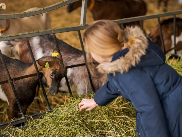 Animaux à la ferme pédagogique Le Vazereau