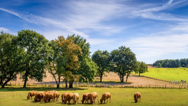 prairie avec un troupeau