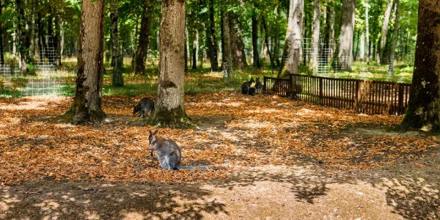 Wallaby Bennet Safari Train Reserve Beaumarchais