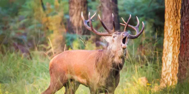Roeing Deer