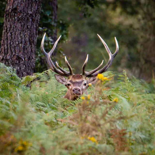 Roeing Deer