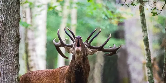 Deer roaring in Touraine
