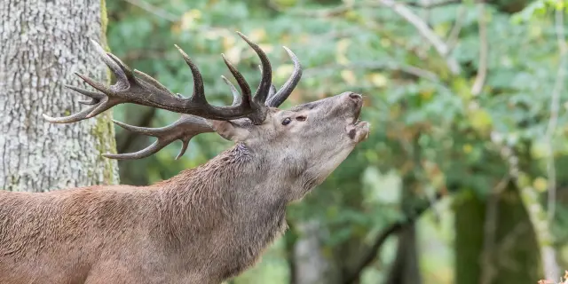 Roe of the stag