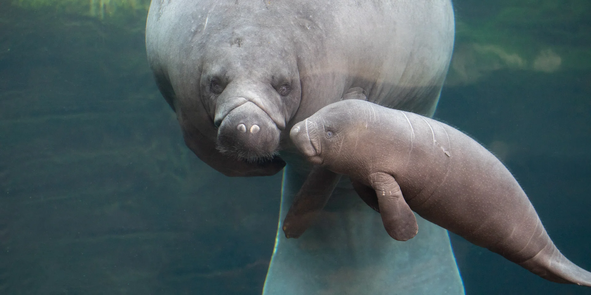 Zooparc de Beauval