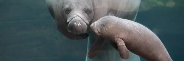 Zooparc de Beauval