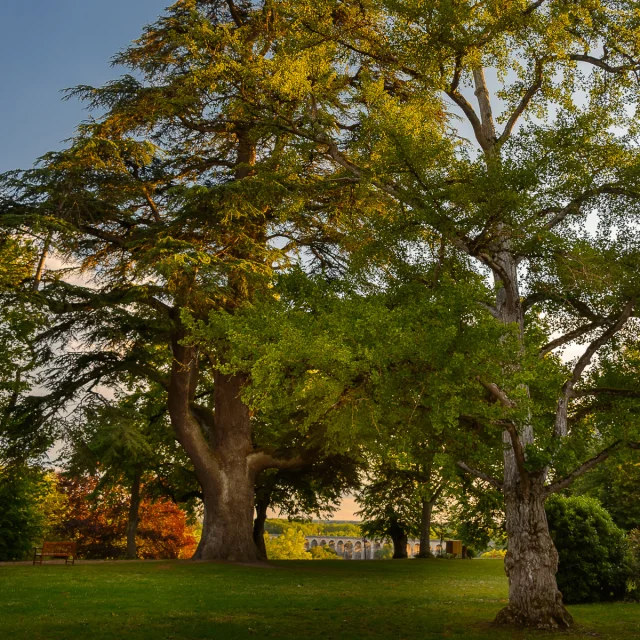 Les arbres du domaine de Candé