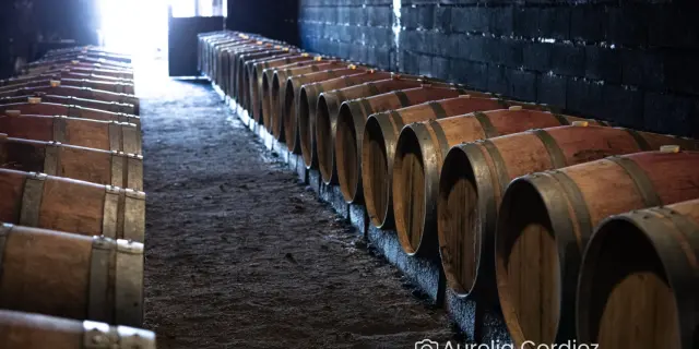 Domaine Chopiniere Du Roy Saint Nicolas De Bourgueil Aurelia Cordiez 2035