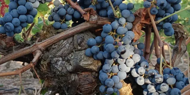 Domaine de la Chopiniere du Roy, à Saint-Nicolas-de-Bourgueil