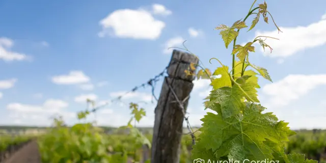 Vignes Chopinière Du Roy Saint Nicolas De Bourgueil Aurelia Cordiez 2035