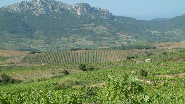 Paysage Vignes Fenouilledes02