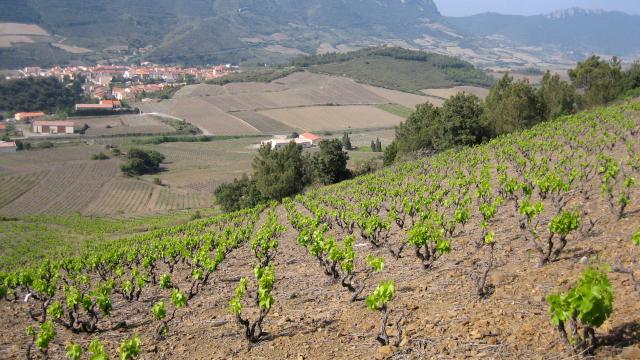 Paysage Vignes2