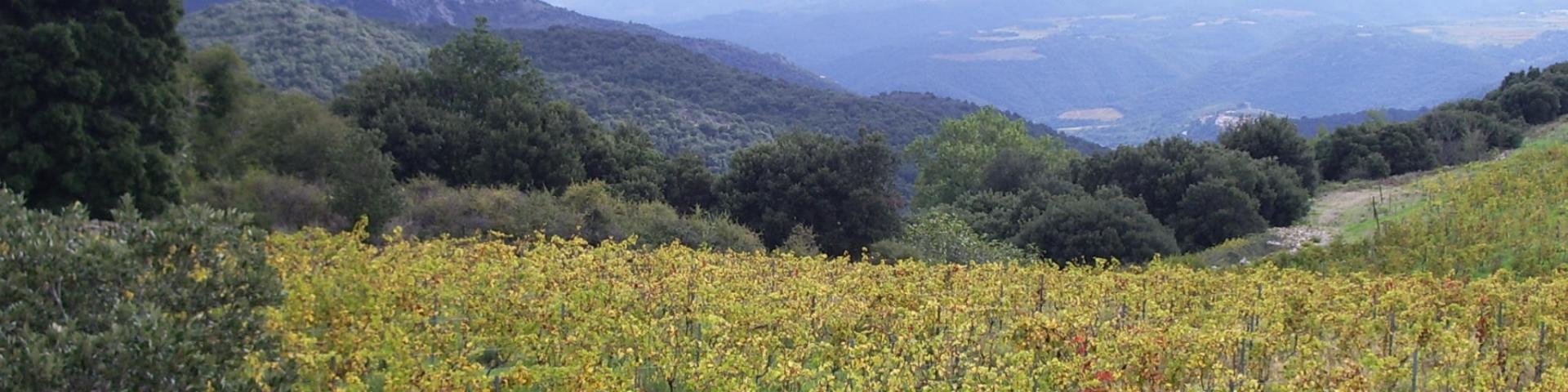 Paisaje de viñedos3
