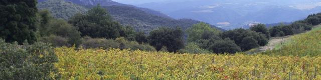 Paysage Vignes3