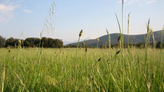 Prairie Fenouilledes1