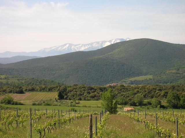 Vignes Canigou 2