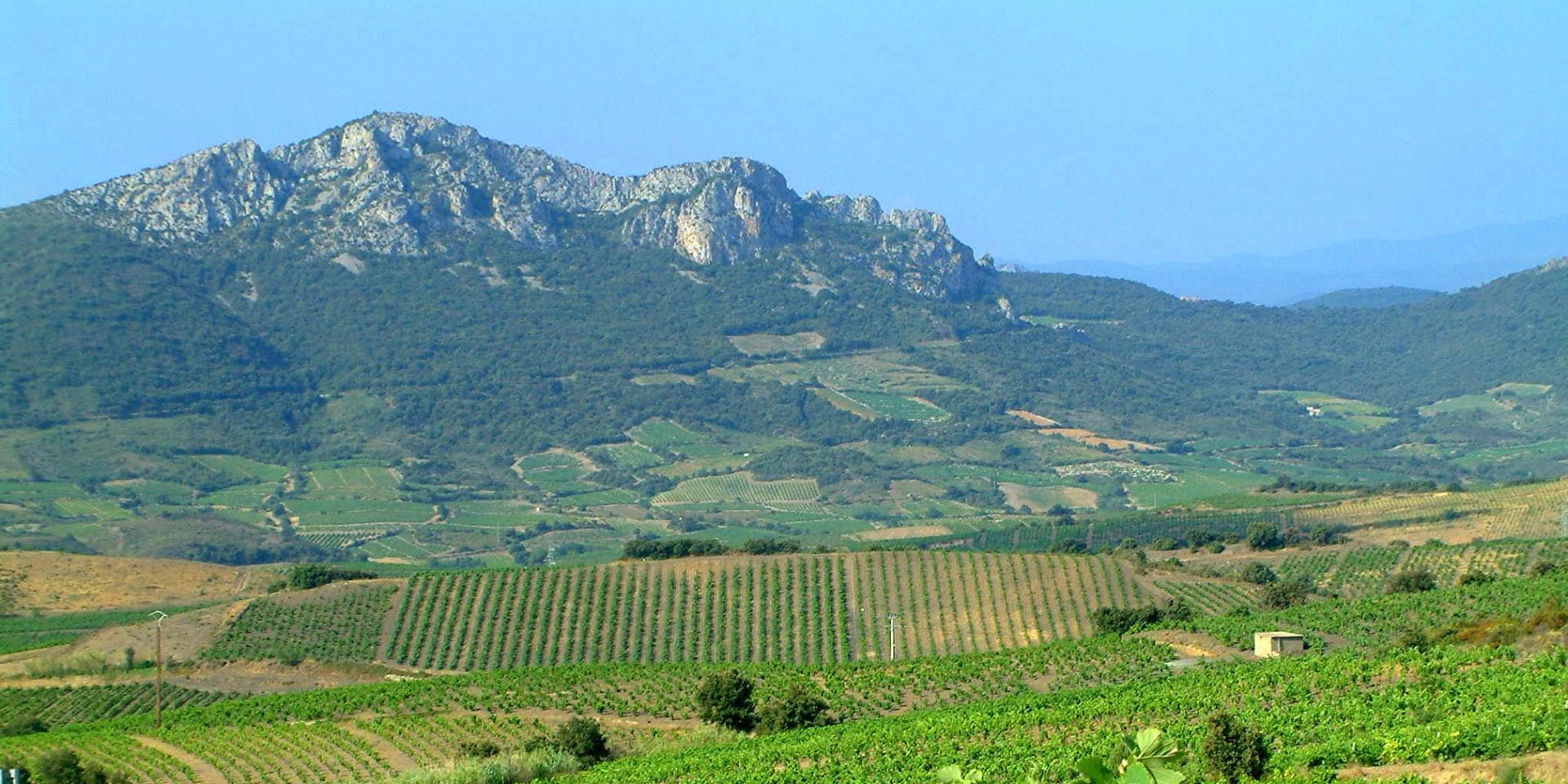 Vignes Fenouilledes1