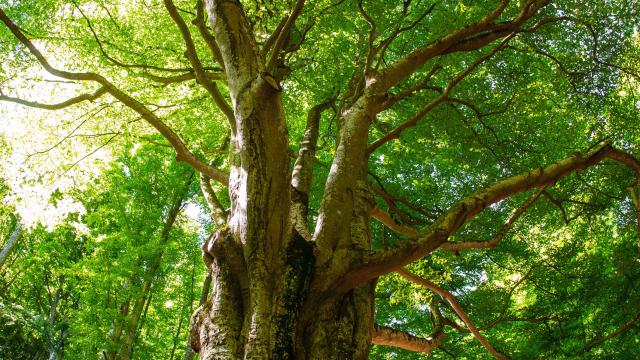 Le vivier fajas 2019 05