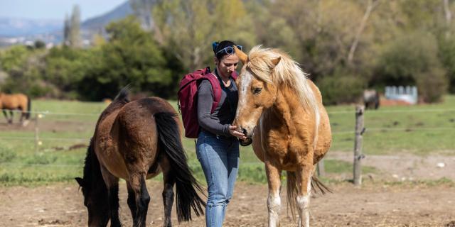 Equitation Castel Fizel 2