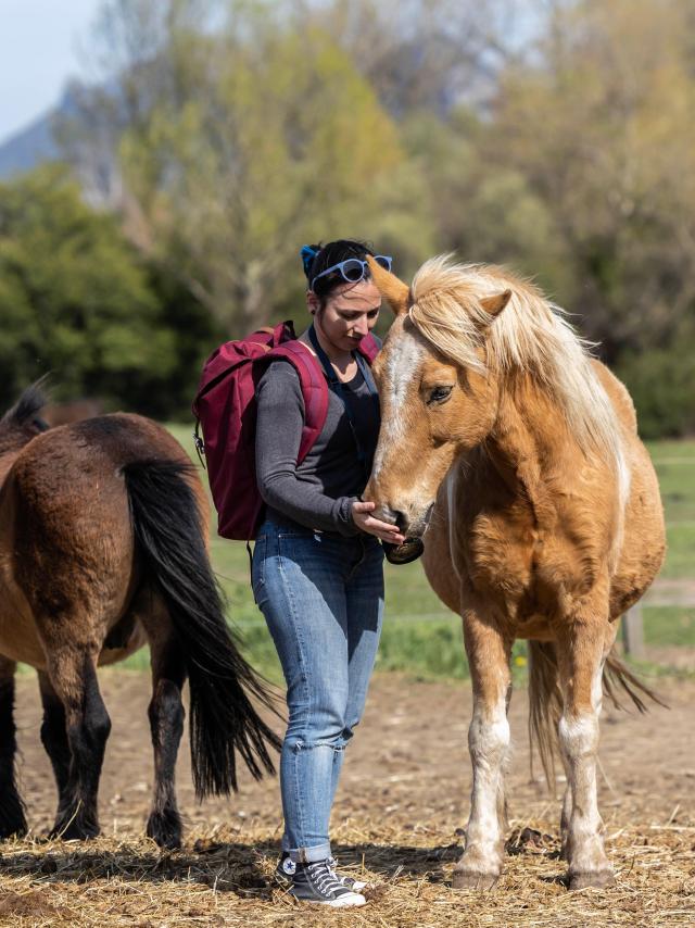 Equitation Castel Fizel 2