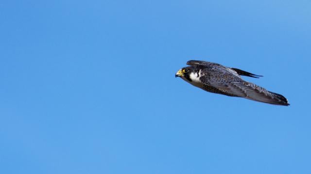 Peregrine falcon