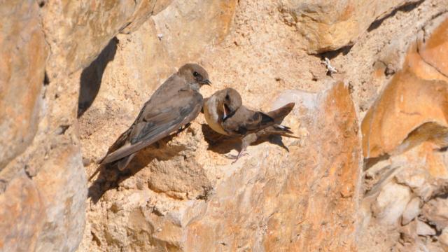 Rock Swallow