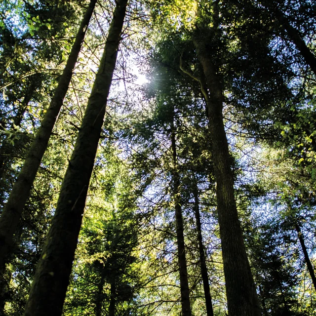 Rayons du soleil traversant les arbres de la Forêt d'Écouves