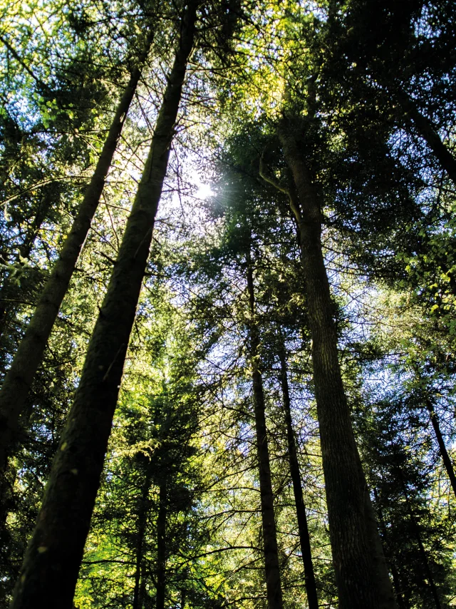 Rayons du soleil traversant les arbres de la Forêt d'Écouves