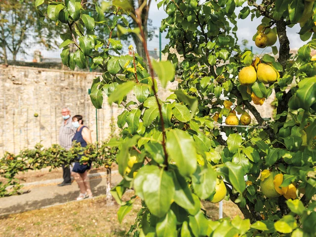 Arbres fruitiers du Verger conservatoire à Alençon