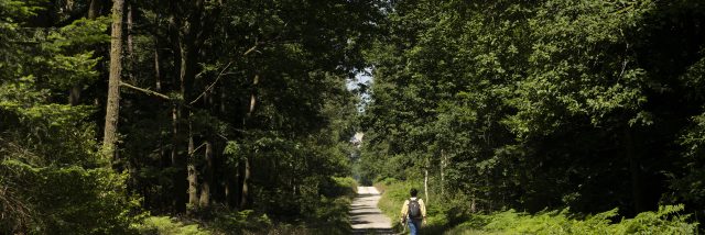 Forêt d'Écouves