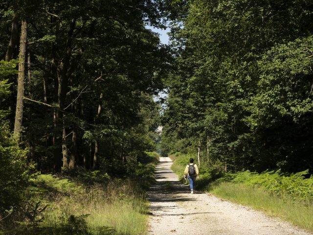 Forêt d'Écouves