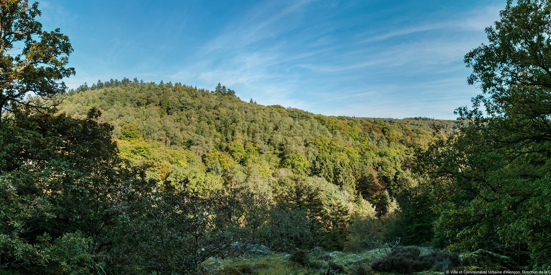 La forêt d'Écouves