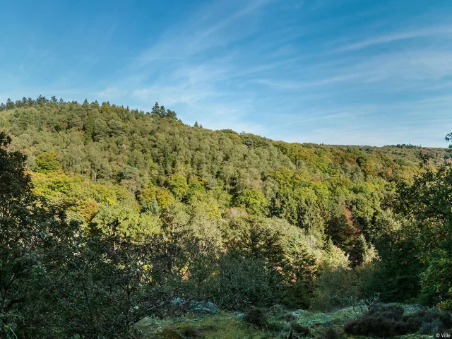 La forêt d'Écouves