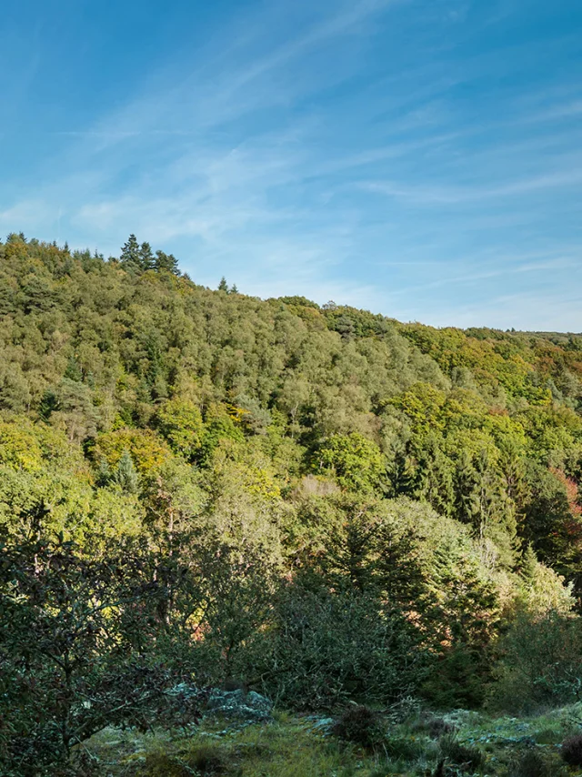 La forêt d'Écouves