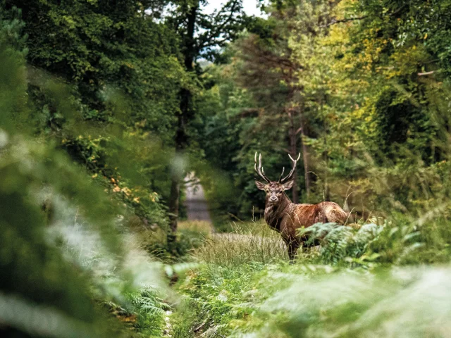 Cerf dans la forêt d'Écouves