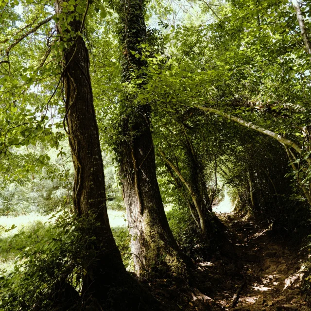 Instagram #saintcenerilegerei