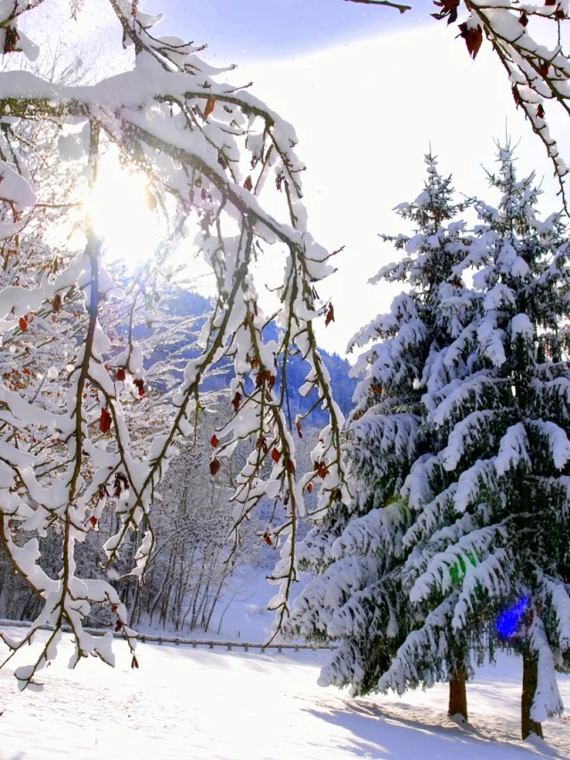 La Mirande sneeuwboom ©mairie D'allevard Les Bains