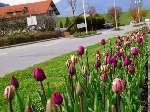 Entrée D'allevard Tulipes ©mairie D'allevard Les Bains