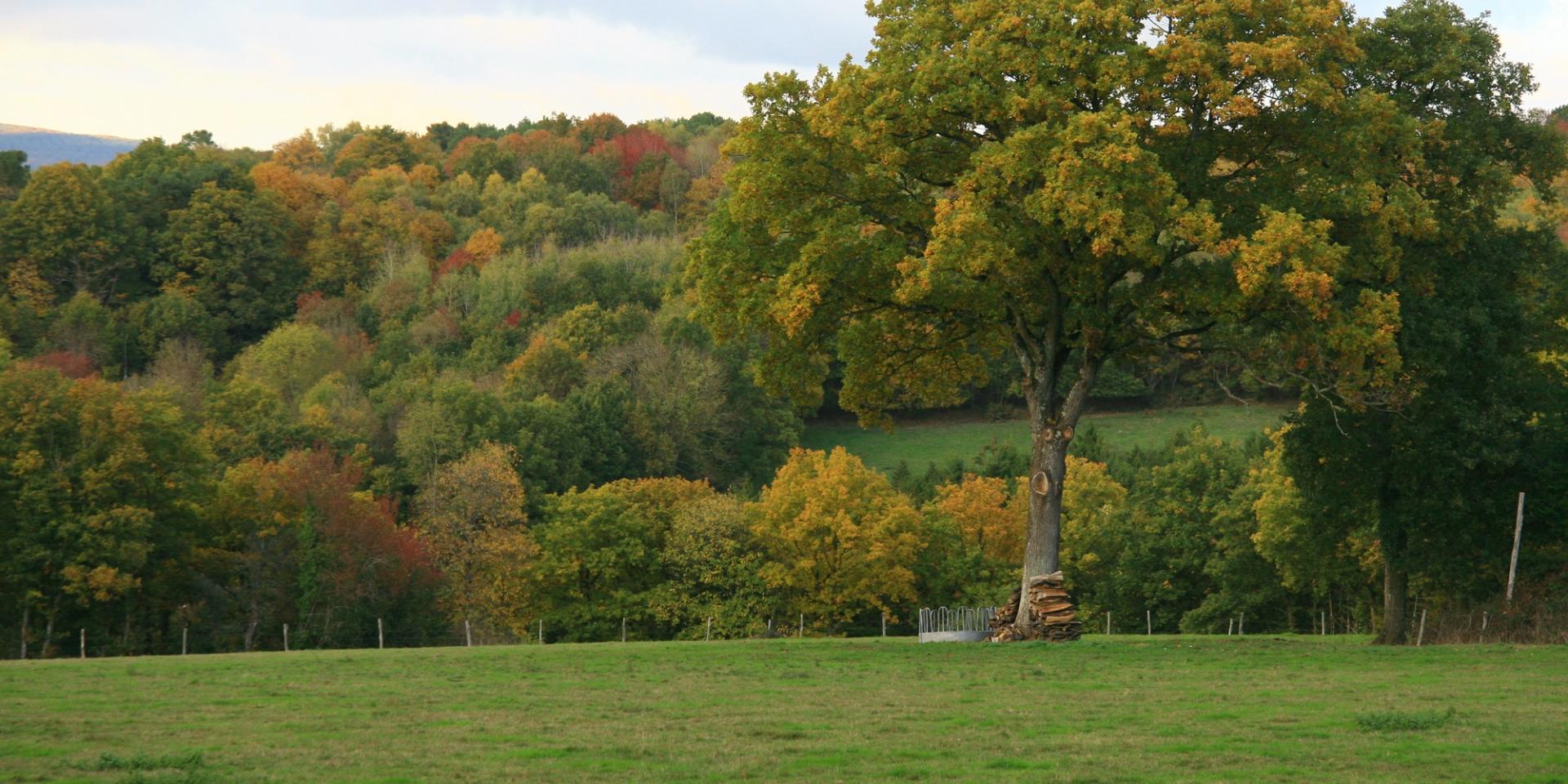 Autumn landscape at Saint-Léonard-des-Bois