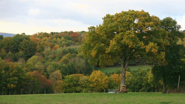 Autumn landscape at Saint-Léonard-des-Bois