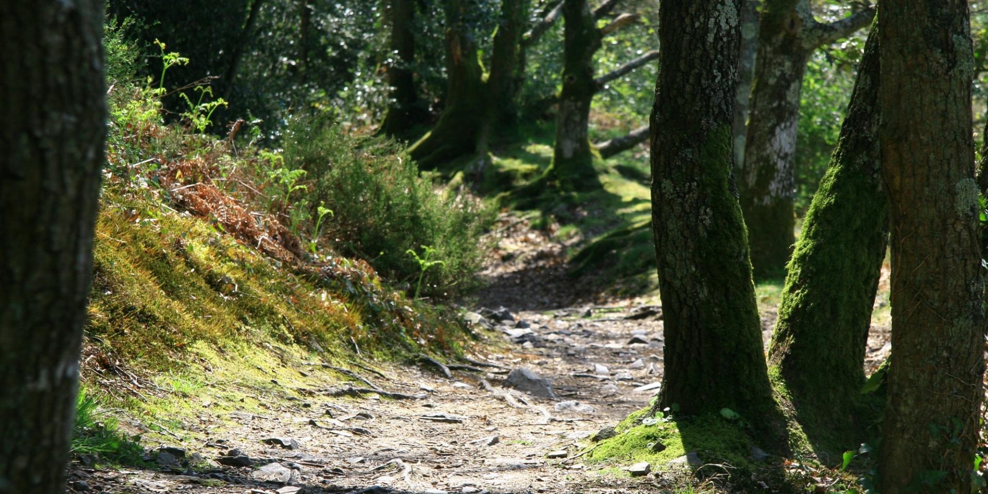 Hiking trail